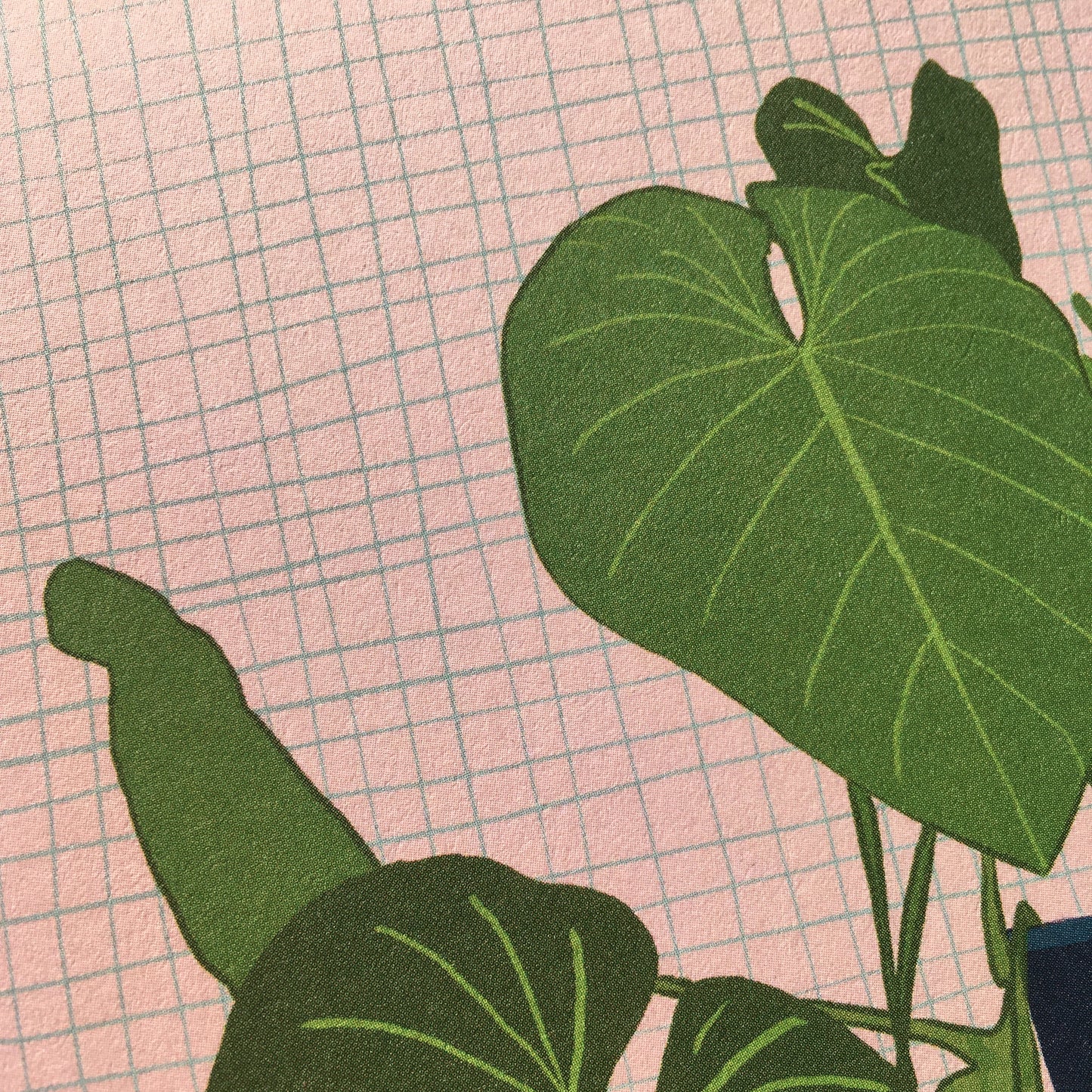 Houseplant Blush