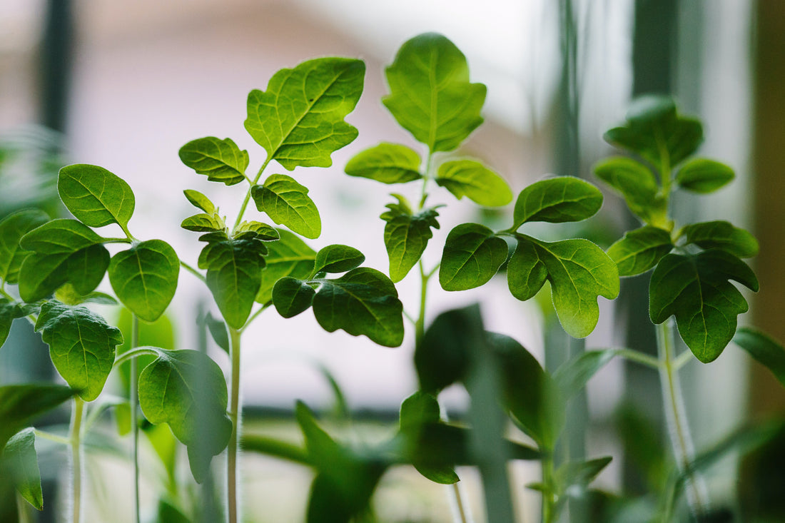 15 easy things to make your home more sustainable.